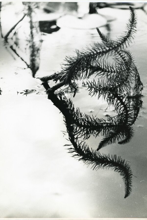 Forme insolite de la Nature, Compagne de Massy, „Creation Photographique“, 18 bis, rue Gambetta, Massy